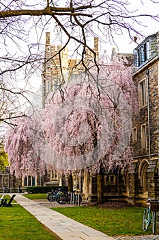 View of Princeton University campus vintage building at spring
