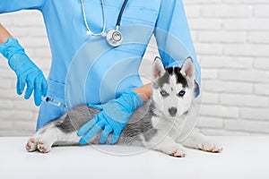 Professional veterinarian caring about little husky dog.