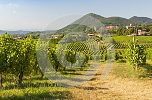 View of Prosecco vineyards during summer