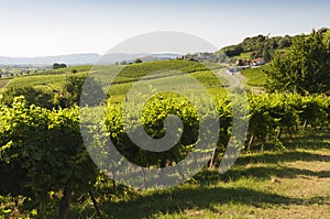 View of Prosecco vineyards during summer