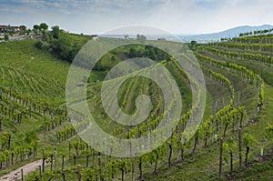 View of Prosecco vineyards from Valdobbiadene, Italy during spring