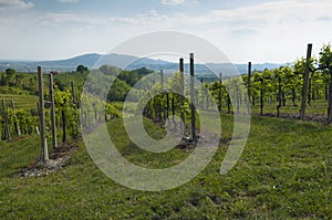 View of Prosecco vineyards from Valdobbiadene, Italy during spring