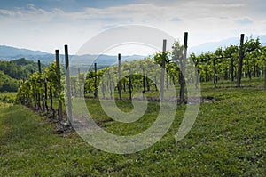 View of Prosecco vineyards from Valdobbiadene, Italy during spring