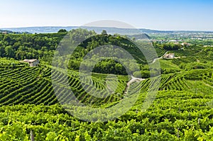 View of Prosecco vineyards from Valdobbiadene, Italy during summer