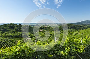 View of Prosecco vineyards from Valdobbiadene, Italy during summer