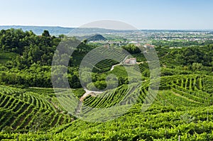 View of Prosecco vineyards from Valdobbiadene, Italy during summer, at morning