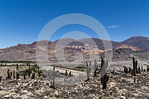 View from Pucara de Tilcara photo