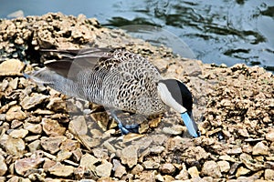 A view of  a Puna Teal