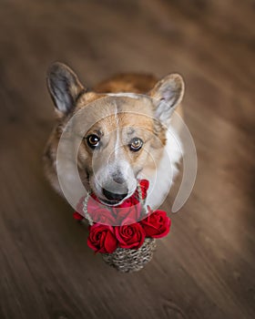 View of a puppy of a pembroke corgi dog with a basket of roses in his teeth congratulates on Valentine`s day