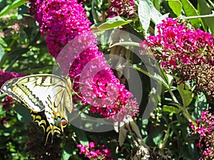 View on purple bush flowers Buddleja davidii with yellow black striped butterfly Papilio rutulus in german garden