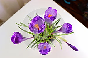 View of purple crocus flowers looking down
