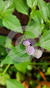 The view of purple  flowers  at the garden