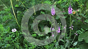 View of Purple Loosestrife, Lythrum salicaria