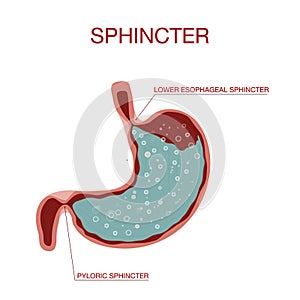 View of Pyloric Sphincter.Stomach with Oesophagus and Duodenum