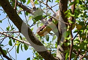 A view of a Python in a tree