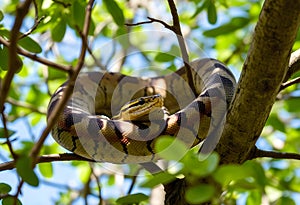 A view of a Python in a tree
