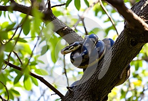 A view of a Python in a tree