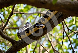 A view of a Python in a tree