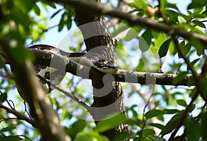 A view of a Python in a tree
