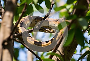 A view of a Python in a tree