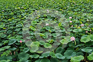 View of a quiet lake with lotuses. lotus ponds in a peaceful and quiet countryside. Lotus flower and water lily close-up.