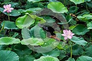 View of a quiet lake with lotuses. lotus ponds in a peaceful and quiet countryside. Lotus flower and water lily close-up