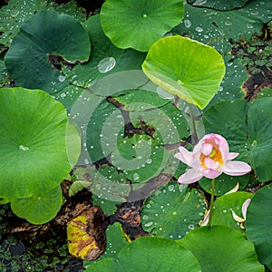 View of a quiet lake with lotuses. lotus ponds in a peaceful and quiet countryside. Lotus flower and water lily close-up