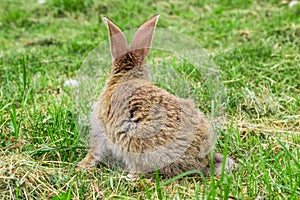 View of rabbit from behind.