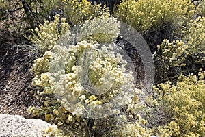 A view of rabbitbrush shrub in Grand Canyon National Park in Arizona photo