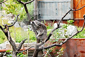 A view on a Raccoon climbing on a tree, Procyon lotor