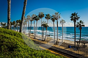 View of railroad tracks and palm trees