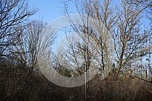 View of a railway from the edge of a forest in the Berlin-Biesdorf district. Berlin, Germany, Europe.