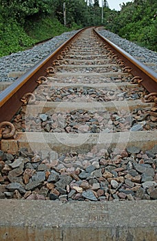 VIEW OF RAILWAY TRACKS LINED BY COASTAL VEGETATION