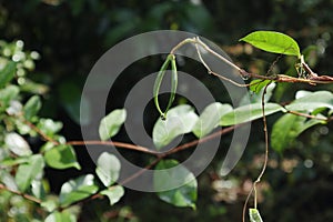 View of a rain soaked immature seed capsule of a coral swirl plant