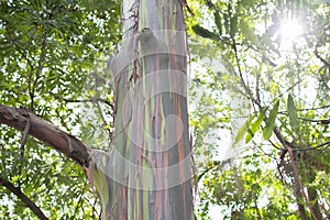 View of the rainbow eucalyptus tree trunk