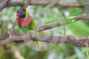 View of the Rainbow Lorikeet parrrot