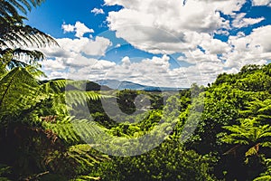View of the rainforest in Waimangu, Rotorua, New Zealand
