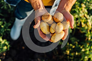 View of rancher holding fresh potatoes