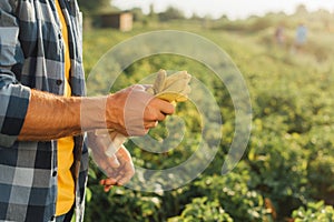 View of rancher holding gloves while