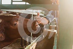 View of rancher touching nose of