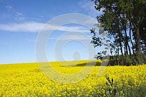 View on a rape seed field in Hungary