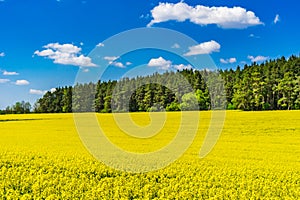 View of rapeseed canola plant for green energy and oil industry