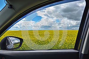 View of the rapeseed field in the car window