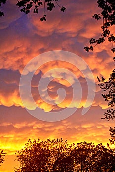 Rare Mammatus Clouds framed by Trees after a Storm in the Midwest during Summer