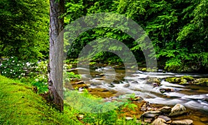 View of Raven Fork, near Cherokee, North Carolina.