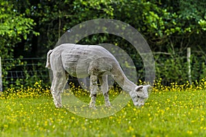 A view of a recently sheared Alpaca grazing in a field near East Grinstead, UK
