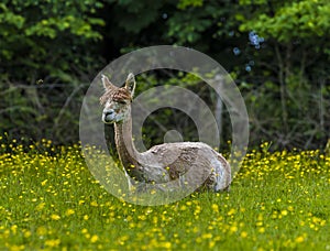 A view of a recently sheared Alpaca sitting in a field near East Grinstead, UK