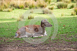 A reclining doe, latin Cervidae photo