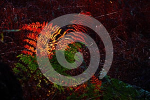 View on red bright glowing bracken fern on woodland in German forest illuminated bei autumn sun with dark black background