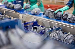 View of red cabbage on conveyor belt of sorting production line at vegetable factory